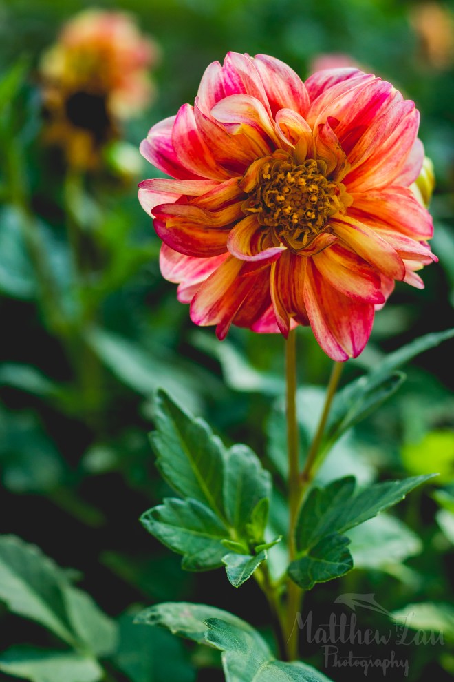 EC Retreat 2015 Flowers Daytime (10 of 13)