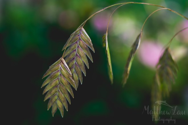 EC Retreat 2015 Flowers Daytime (3 of 13)