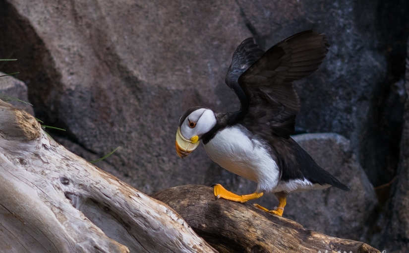 Alaska Day 6: Puffins are too cute + Back to Anchorage.