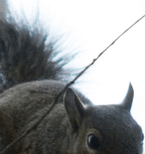 Screen Shot 2017-03-11 at 1.36.54 PM